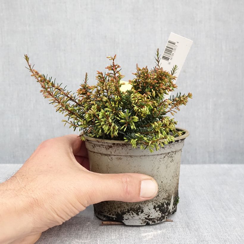 Exemplaar van Erica carnea Wintersonne - Winterheide Pot van 12 cm / 13 cm zoals geleverd in de herfst