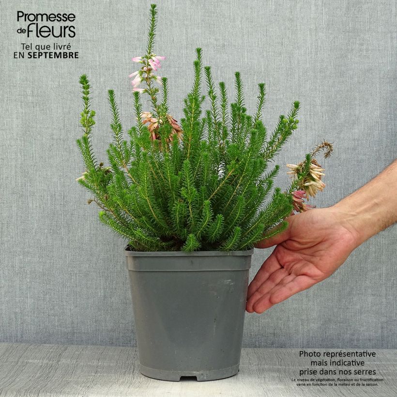 Exemplaar van Erica verticillata Pot van 4 l/5 l zoals geleverd in de herfst