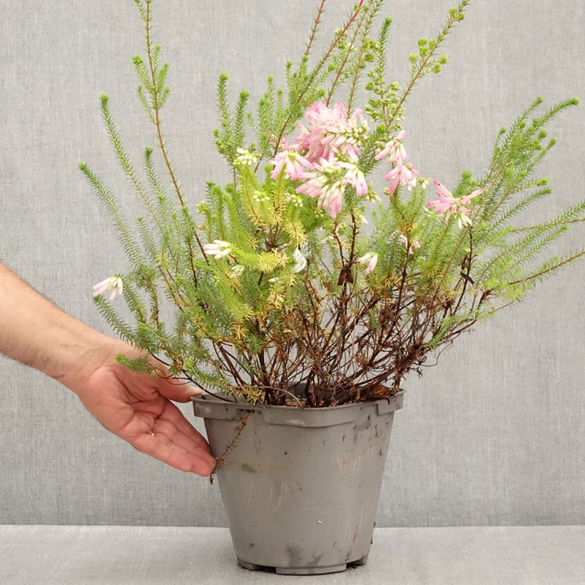 Exemplaar van Erica verticillata Pot van 4 l/5 l zoals geleverd in de zomer