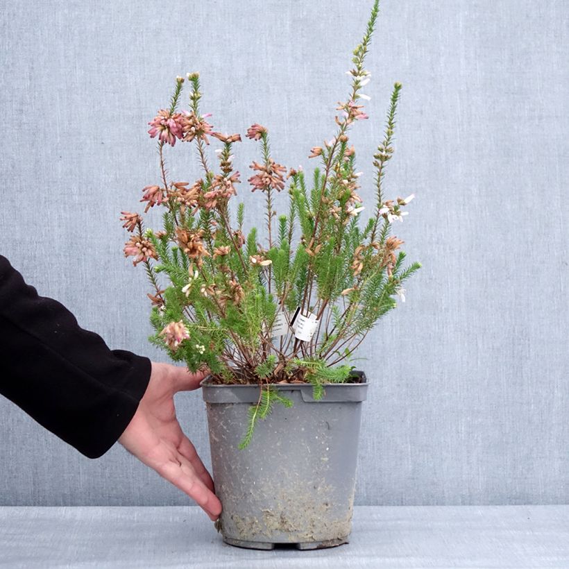 Exemplaar van Bruyère du Cap - Erica verticillata Pot de 4L/5L zoals geleverd in de winter