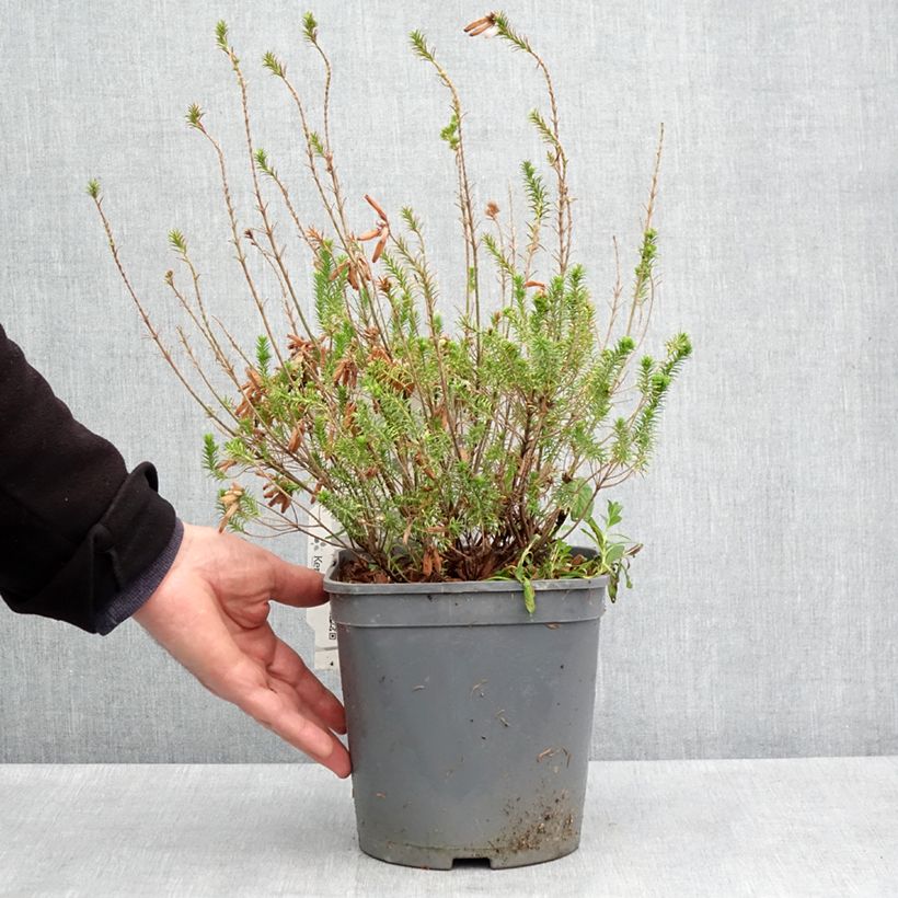 Exemplaar van Erica verticillata Pot van 4 l/5 l zoals geleverd in de lente