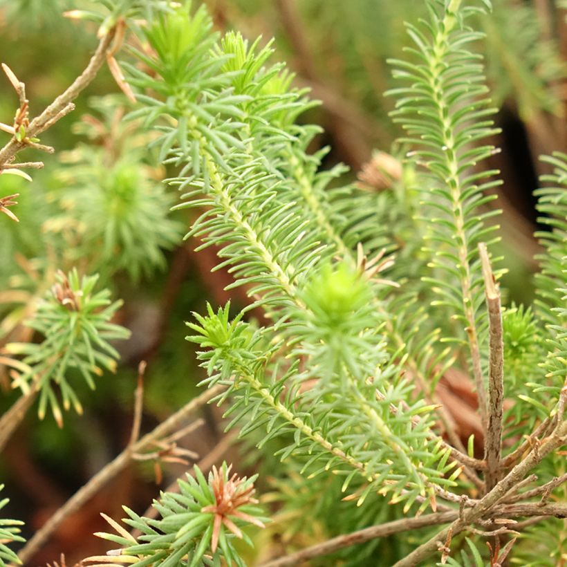 Erica verticillata (Blad)