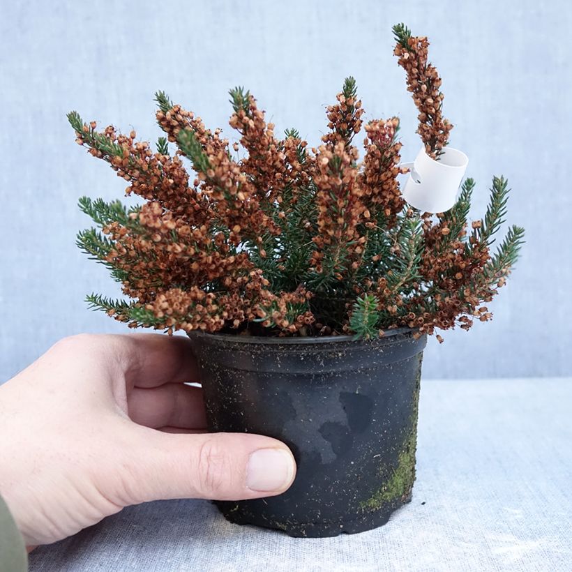 Exemplaar van Erica vagans Birch Glow - Zwerfheide Pot van 12 cm / 13 cm zoals geleverd in de winter