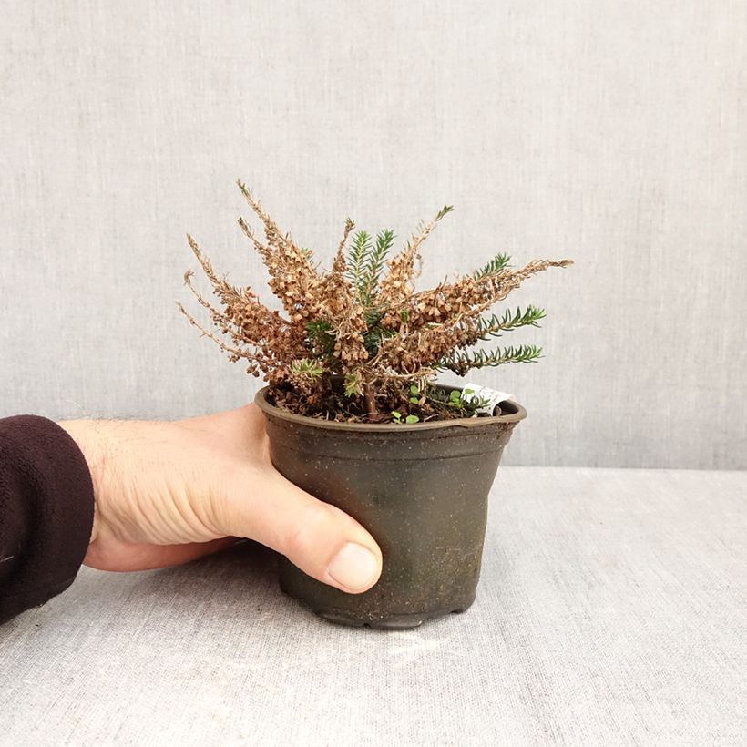 Exemplaar van Erica vagans Holden Pink - Zwerfheide Pot van 10 cm/11 cm zoals geleverd in de herfst