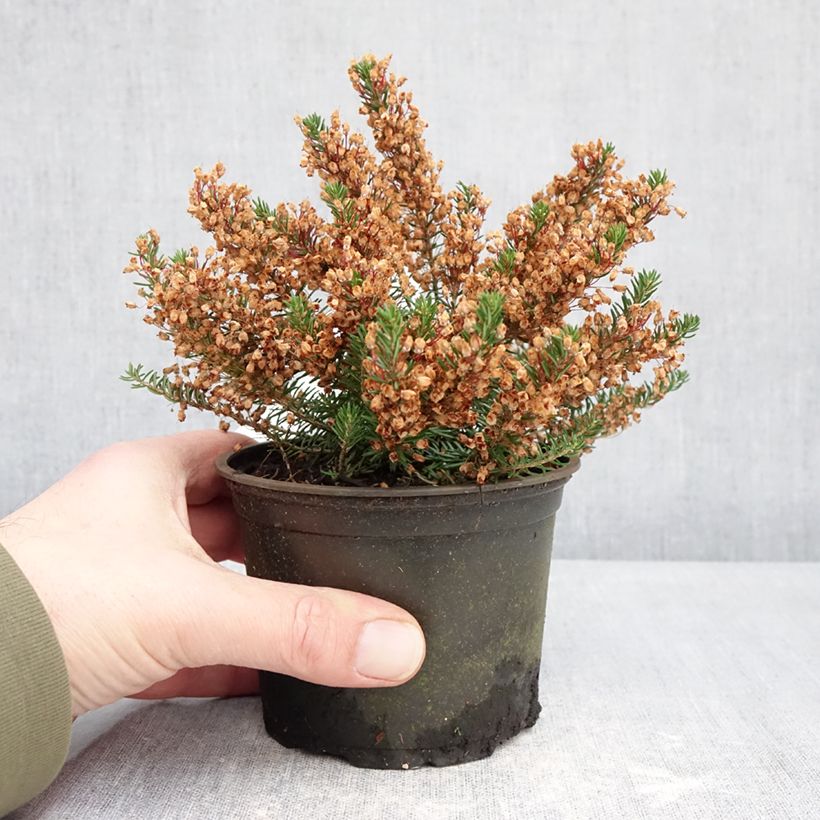 Exemplaar van Erica vagans Holden Pink - Zwerfheide Pot van 12 cm / 13 cm zoals geleverd in de winter
