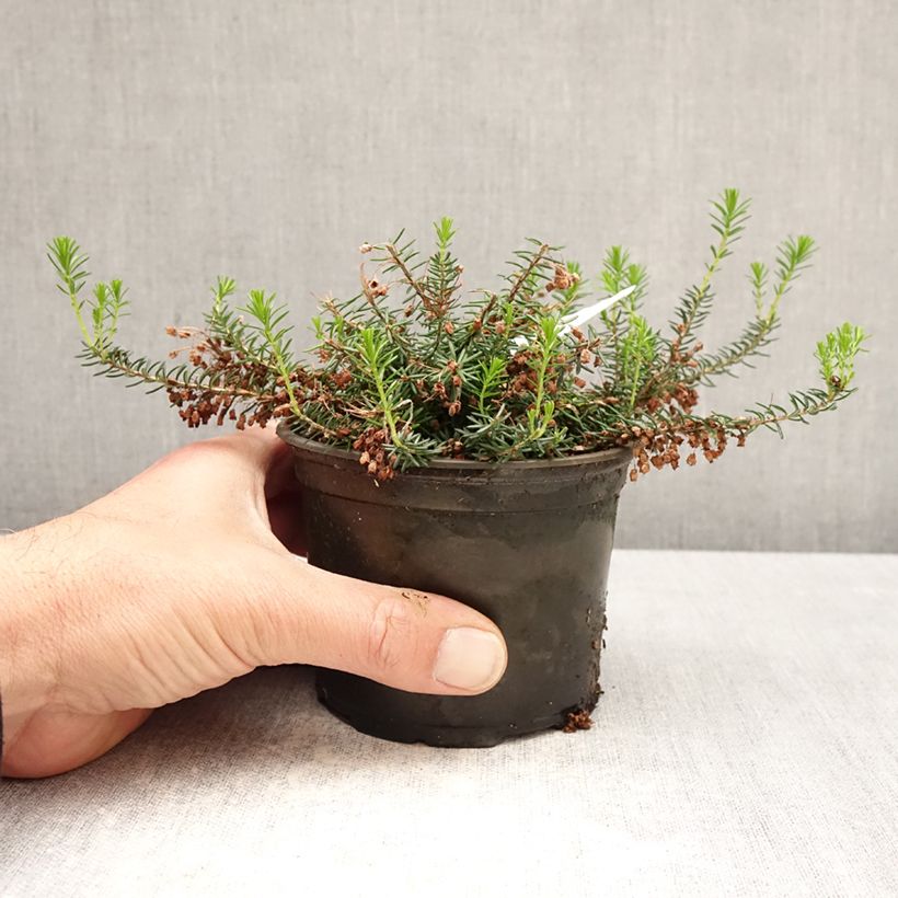 Exemplaar van Erica vagans Holden Pink - Zwerfheide Pot van 12 cm / 13 cm zoals geleverd in de lente