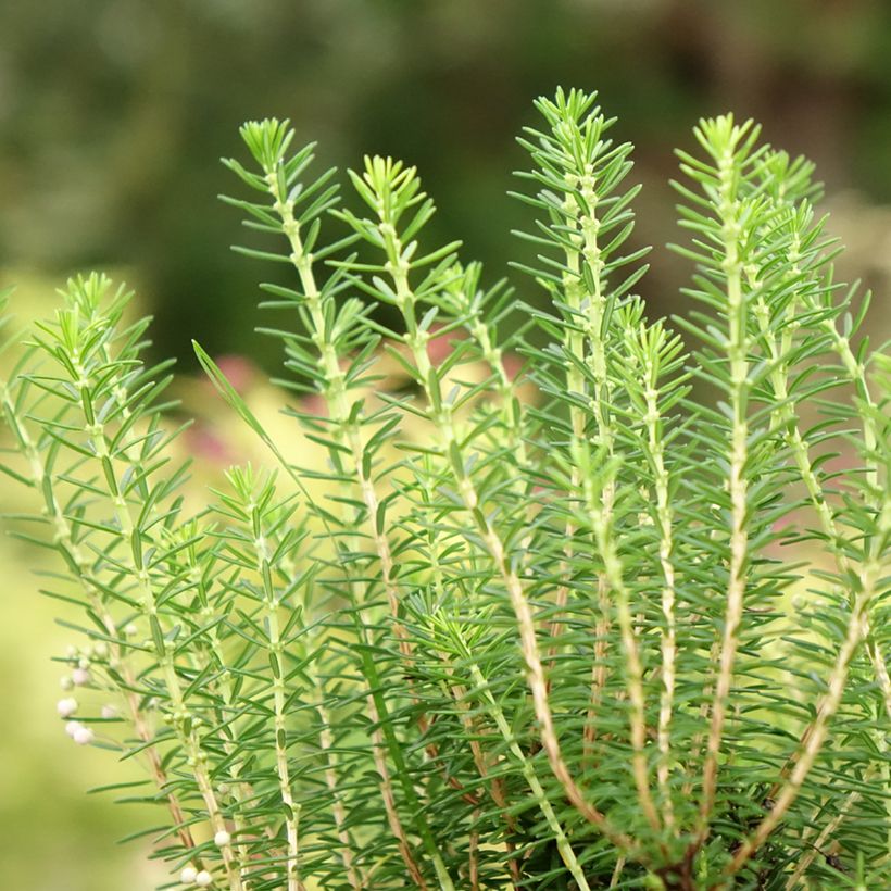 Erica vagans Holden Pink - Zwerfheide (Blad)
