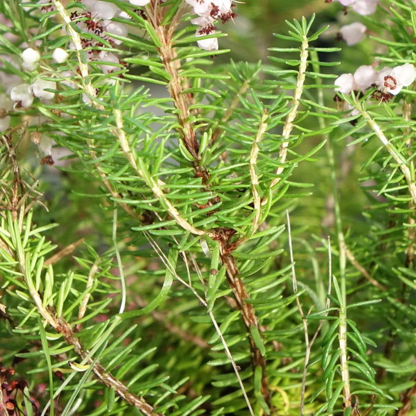 Erica vagans Mrs D.F. Maxwell - Zwerfheide (Blad)