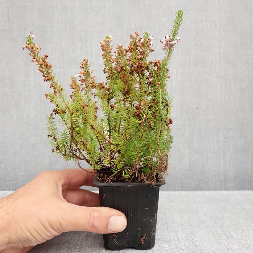 Exemplaar van Erica vagans Mrs D.F. Maxwell - Zwerfheide Kweekpotje van 8/9 cm zoals geleverd in de herfst