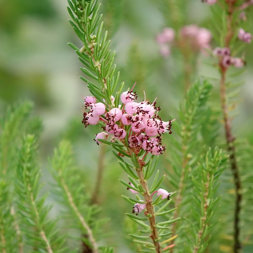 Erica vagans Pyrenees Pink - Zwerfheide (Bloei)