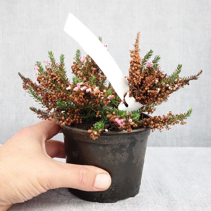 Exemplaar van Erica vagans Pyrenees Pink - Zwerfheide Pot van 10 cm/11 cm zoals geleverd in de herfst