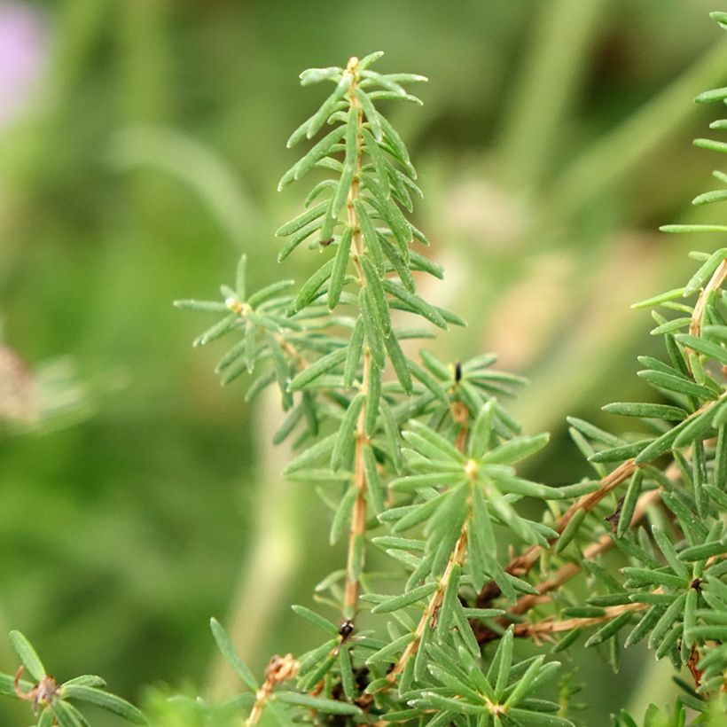 Erica vagans Pyrenees Pink - Zwerfheide (Blad)