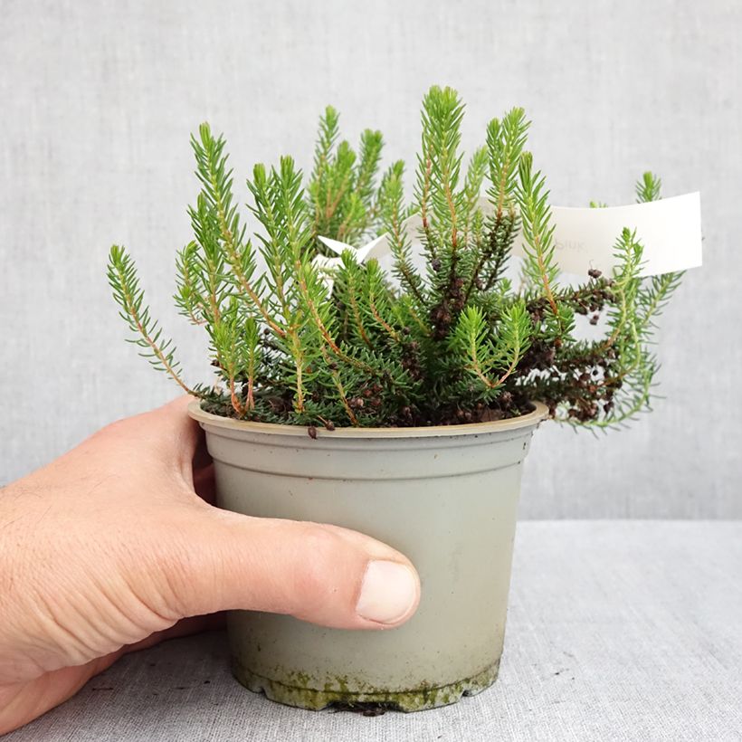 Exemplaar van Erica vagans Pyrenees Pink - Zwerfheide Pot van 12 cm / 13 cm zoals geleverd in de lente