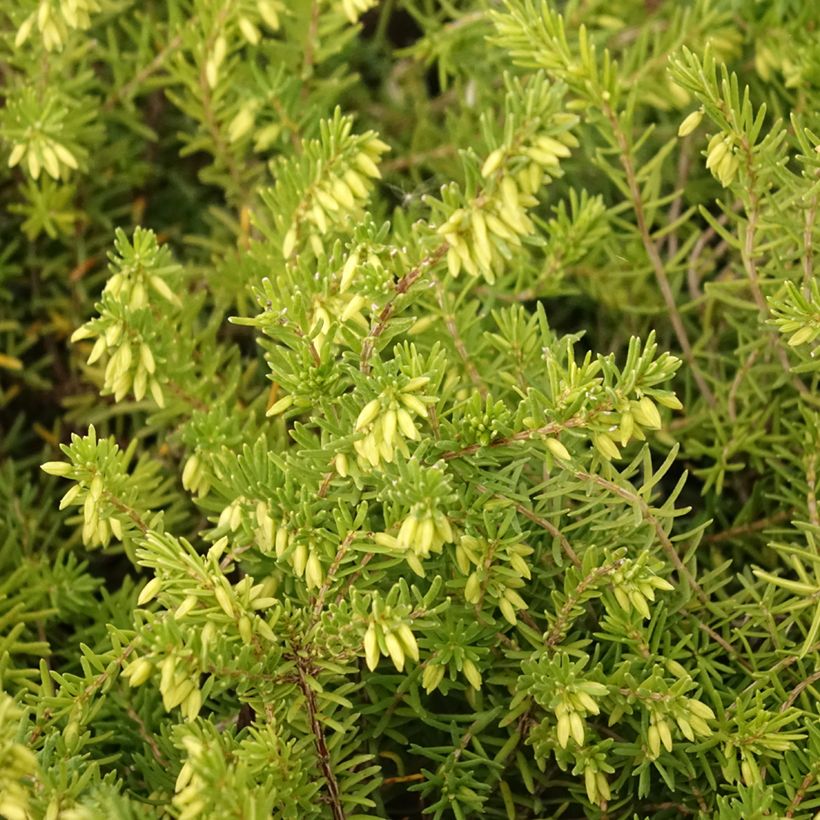 Erica vagans White Rocket - Zwerfheide (Blad)