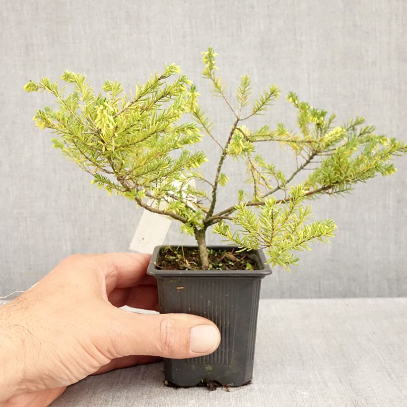 Exemplaar van Erica vagans White Rocket - Zwerfheide Kweekpotje van 8/9 cm zoals geleverd in de herfst