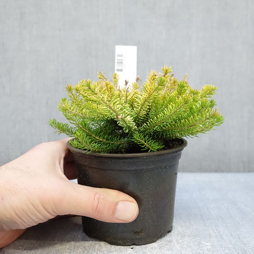 Exemplaar van Erica vagans Yellow John - Zwerfheide Pot van 10 cm/11 cm zoals geleverd in de winter
