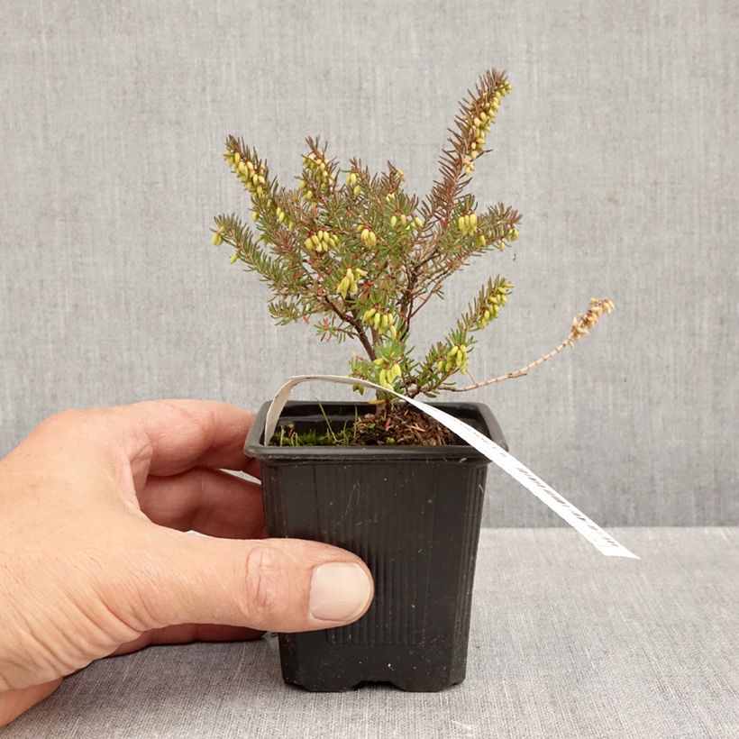 Exemplaar van Erica darleyensis Winter Belles Lucie - Winterheide Kweekpotje van 8/9 cm zoals geleverd in de herfst