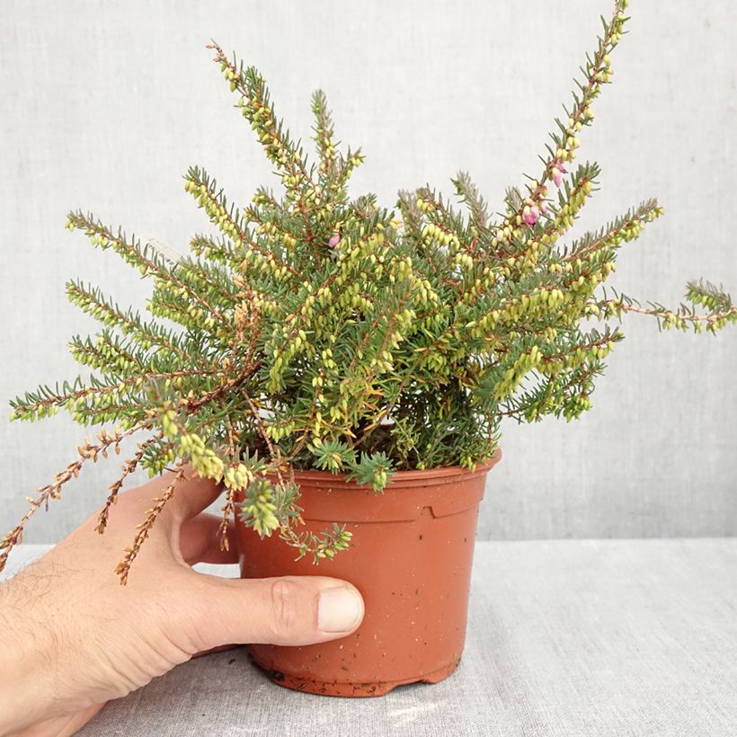 Exemplaar van Erica darleyensis Winter Belles Lucie - Winterheide Pot van 1 l/1,5 l zoals geleverd in de herfst