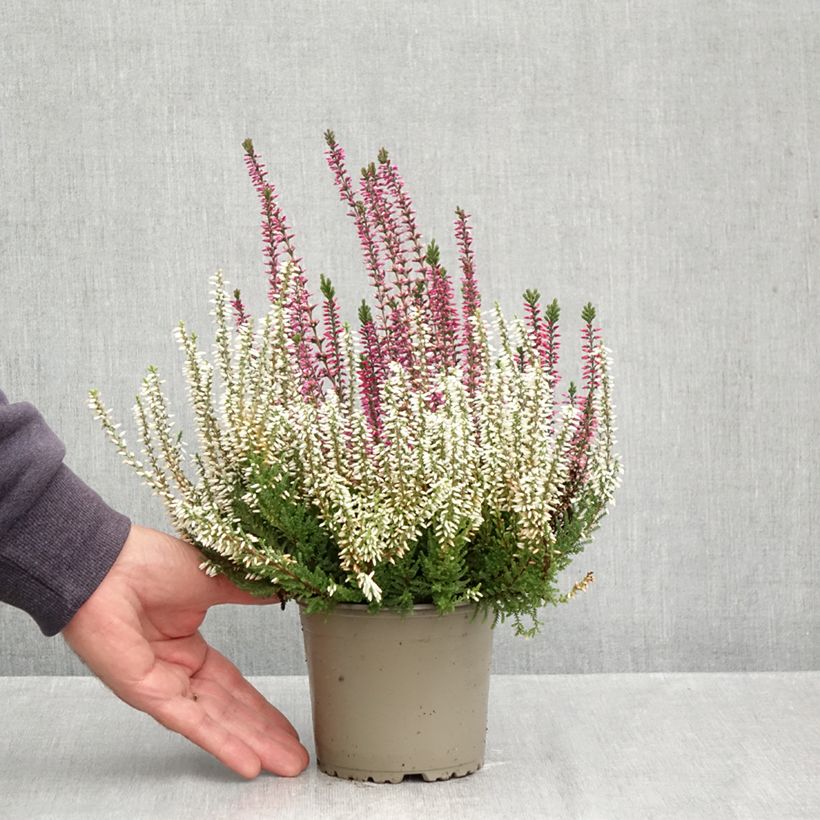 Exemplaar van Calluna Trio Girls Martina, Betty, Zelda - Zomerheide Pot van 1 l/1,5 l zoals geleverd in de herfst