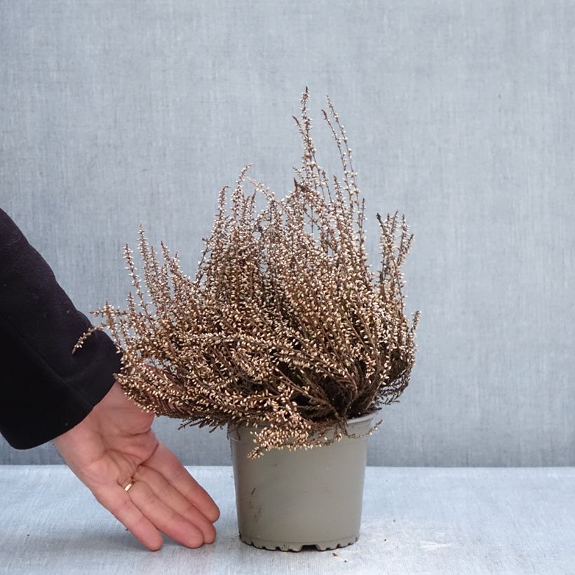 Exemplaar van Calluna Trio Girls Martina, Betty, Zelda - Zomerheide Pot van 1 l/1,5 l zoals geleverd in de winter