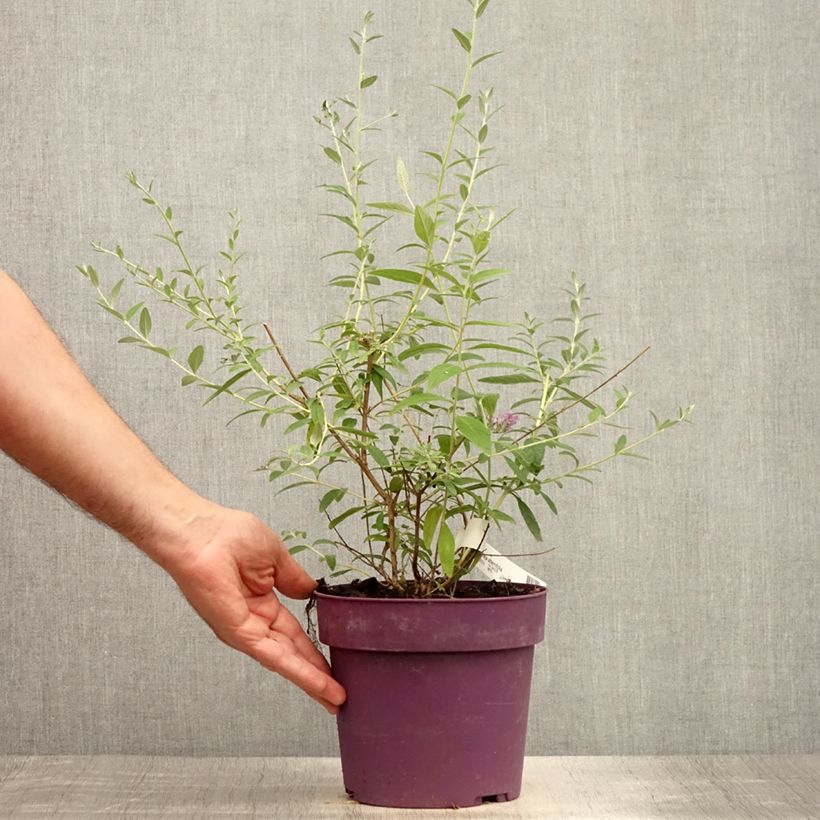 Exemplaar van Buddleja alternifolia - Vlinderstruik Pot van 3 l/4 l zoals geleverd in de zomer