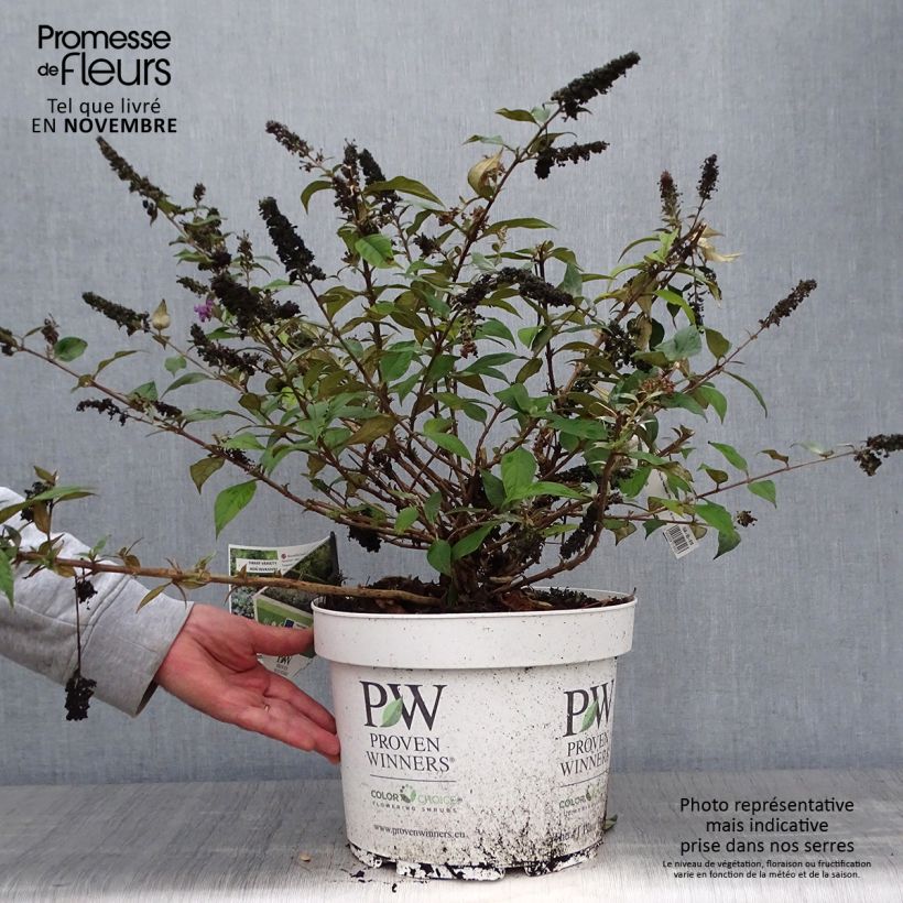 Exemplaar van Vlinderstruik Blue Chip - Buddleja Pot van 7,5 l/10 l zoals geleverd in de herfst