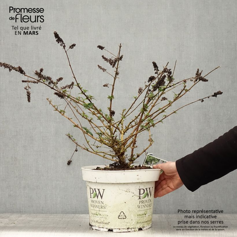 Exemplaar van Vlinderstruik Blue Chip - Buddleja Pot van 7,5 l/10 l zoals geleverd in de lente