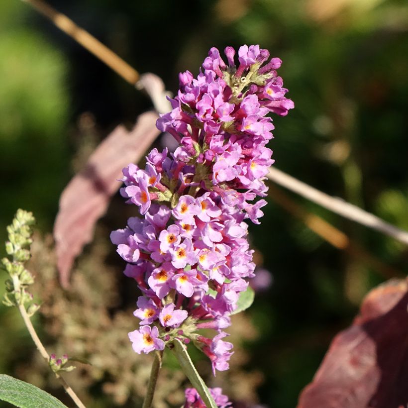 Vlinderstruik Blue Chip Jr - Buddleja (Bloei)