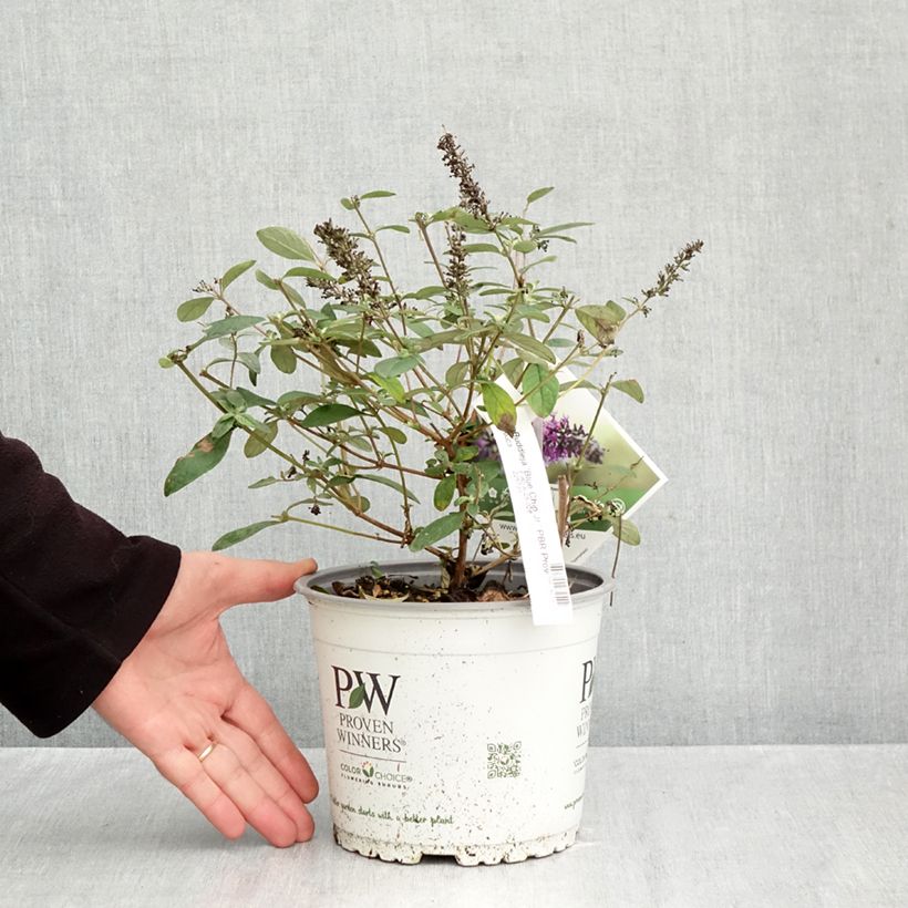 Exemplaar van Vlinderstruik Blue Chip Jr - Buddleja Pot van 2 l/3 l zoals geleverd in de herfst