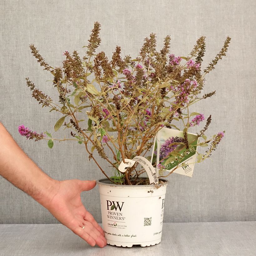 Exemplaar van Vlinderstruik Blue Chip Jr - Buddleja Pot van 2 l/3 l zoals geleverd in de zomer