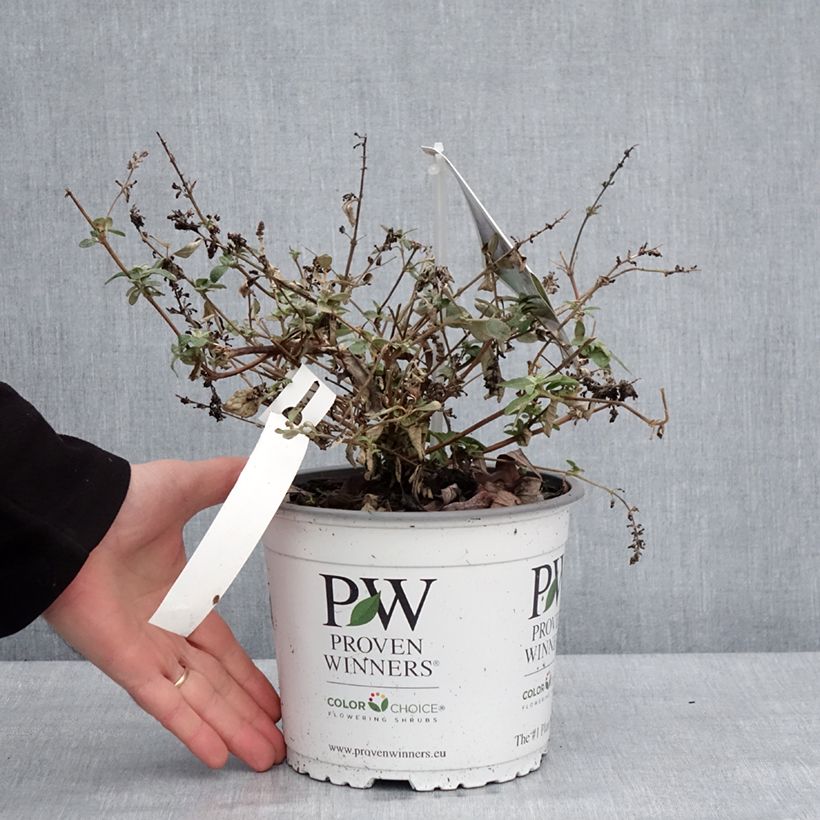 Exemplaar van Buddleia Blue Chip Jr - Arbre aux papillons nain Pot de 2L/3L zoals geleverd in de winter
