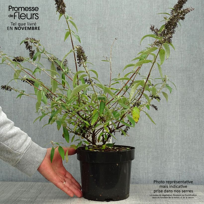 Exemplaar van Vlinderstruik Adonis Blauw - Buddleja Pot van 3 l/4 l zoals geleverd in de herfst