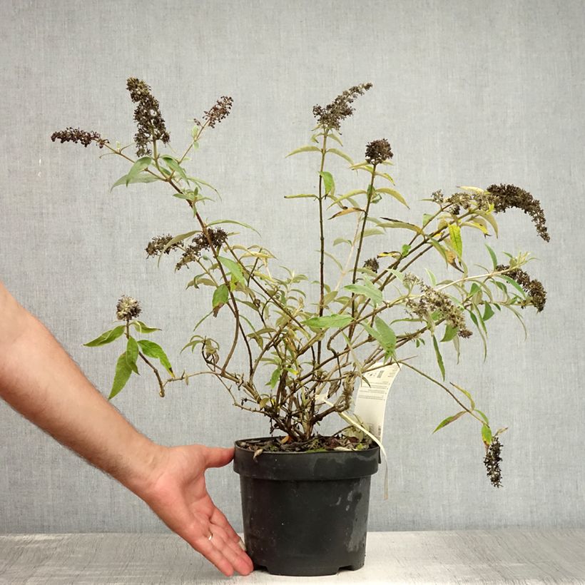 Exemplaar van Vlinderstruik Adonis Blauw - Buddleja Pot van 3 l/4 l zoals geleverd in de zomer
