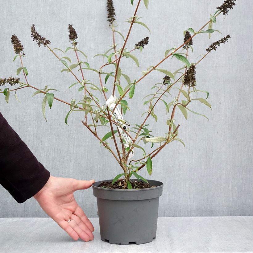 Exemplaar van Vlinderstruik Black Knight - Buddleja davidii Pot van 2 l/3 l zoals geleverd in de herfst