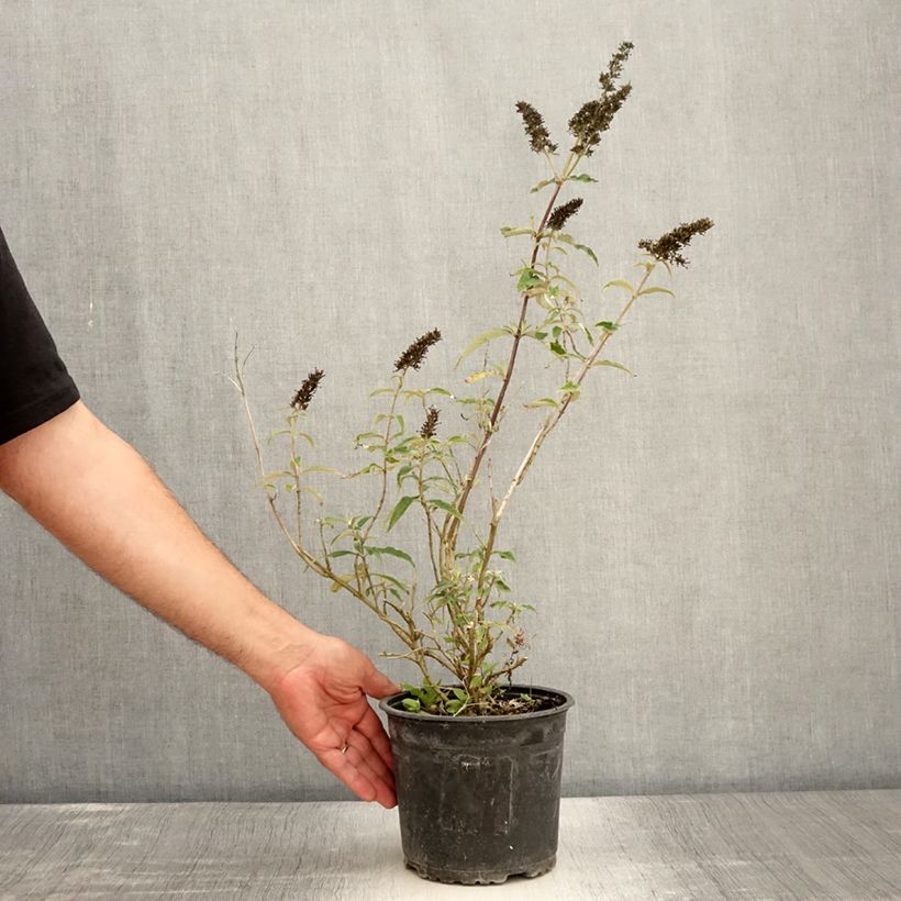 Exemplaar van Vlinderstruik Black Knight - Buddleja davidii Pot van 2 l/3 l zoals geleverd in de zomer