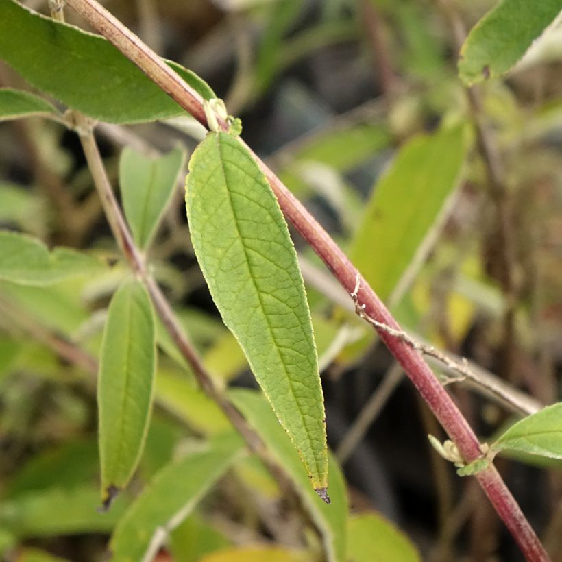 Vlinderstruik Black Knight - Buddleja davidii (Blad)