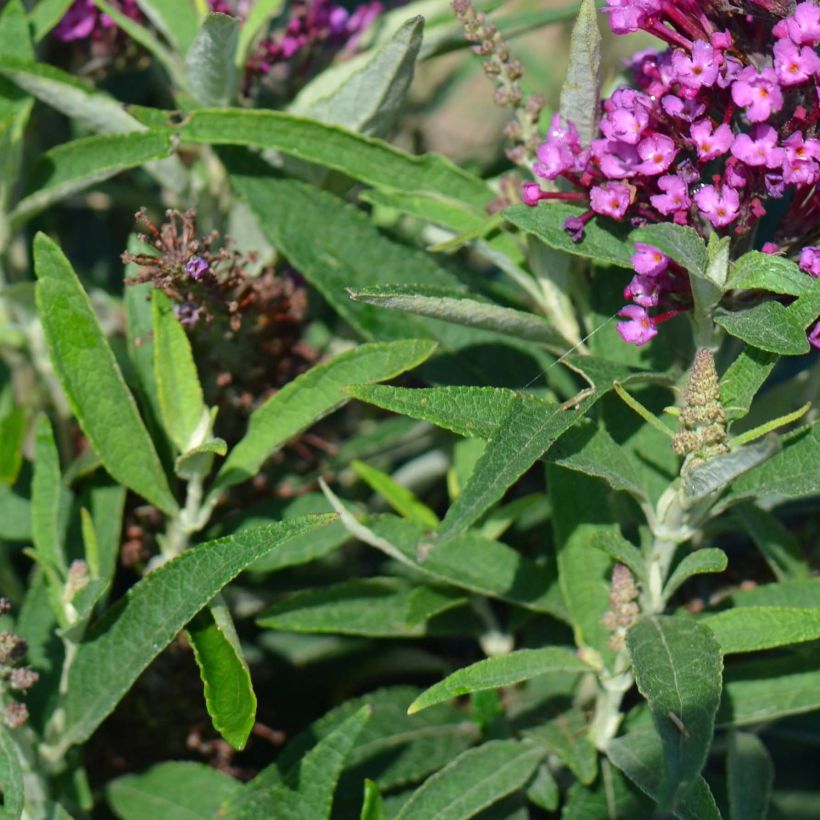 Vlinderstruik Butterfly Tower - Buddleja davidii (Blad)
