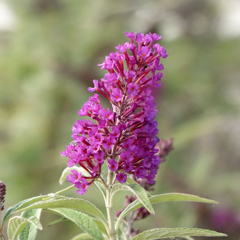 Vlinderstruik Butterfly Tower - Buddleja davidii (Bloei)