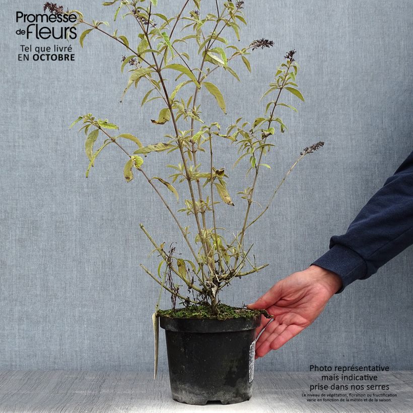 Exemplaar van Vlinderstruik Harlequin - Buddleja davidii Pot van 2 l/3 l zoals geleverd in de herfst