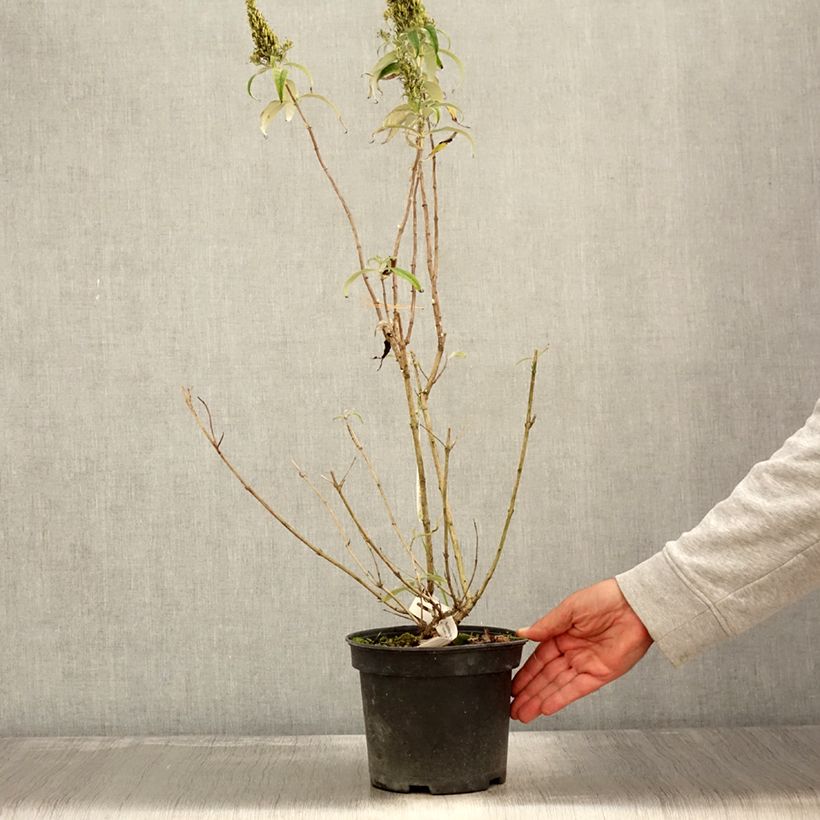 Exemplaar van Vlinderstruik Marbled Wit - Buddleja davidii Pot van 2 l/3 l zoals geleverd in de herfst