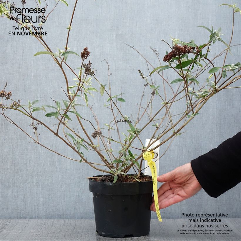 Exemplaar van Vlinderstruik Masquerade - Buddleja davidii Pot van 3 l/4 l zoals geleverd in de herfst