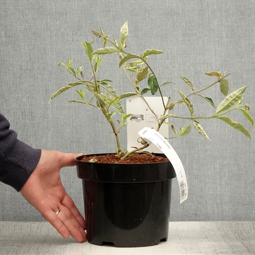 Exemplaar van Vlinderstruik Masquerade - Buddleja davidii Pot van 3 l/4 l zoals geleverd in de zomer