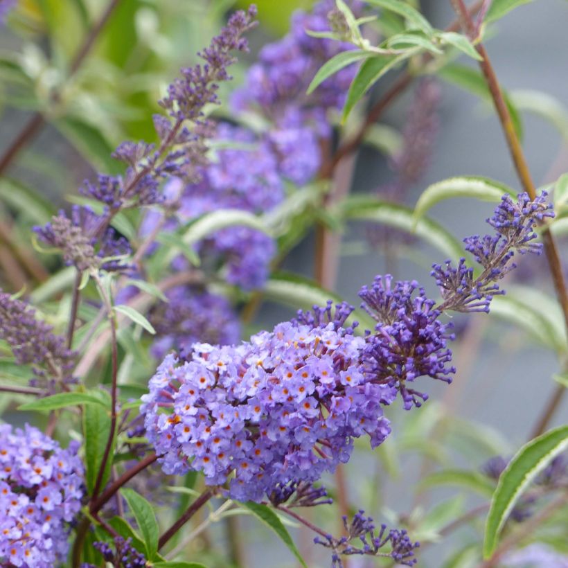 Vlinderstruik Nanho Blauw - Buddleja davidii (Bloei)