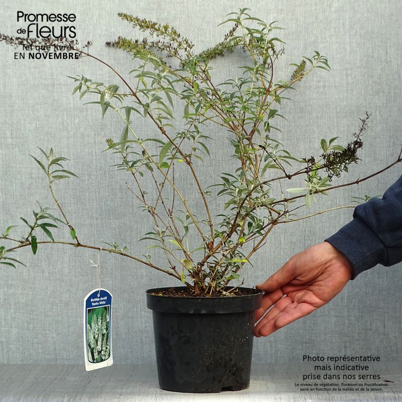Exemplaar van Vlinderstruik Nanho Wit - Buddleja davidii Pot van 2 l/3 l zoals geleverd in de herfst