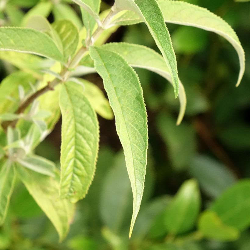 Vlinderstruik Nanho Wit - Buddleja davidii (Blad)