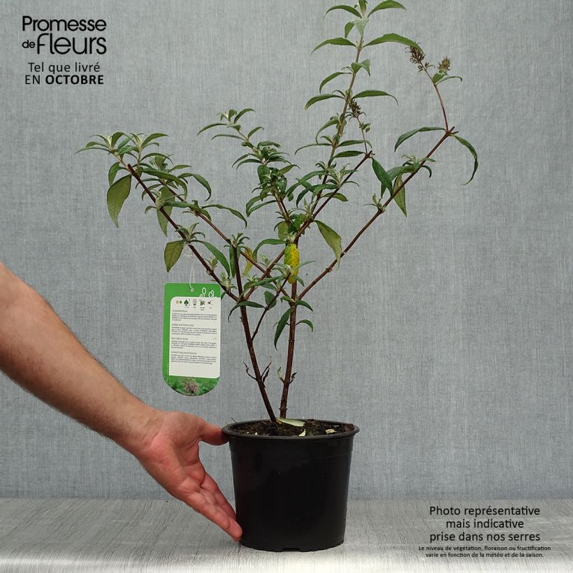 Exemplaar van Vlinderstruik Pink Delight - Buddleja davidii Pot van 3 l/4 l zoals geleverd in de herfst