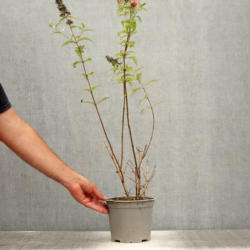 Exemplaar van Vlinderstruik Pink Panther - Buddleja davidii Pot van 2 l/3 l zoals geleverd in de zomer