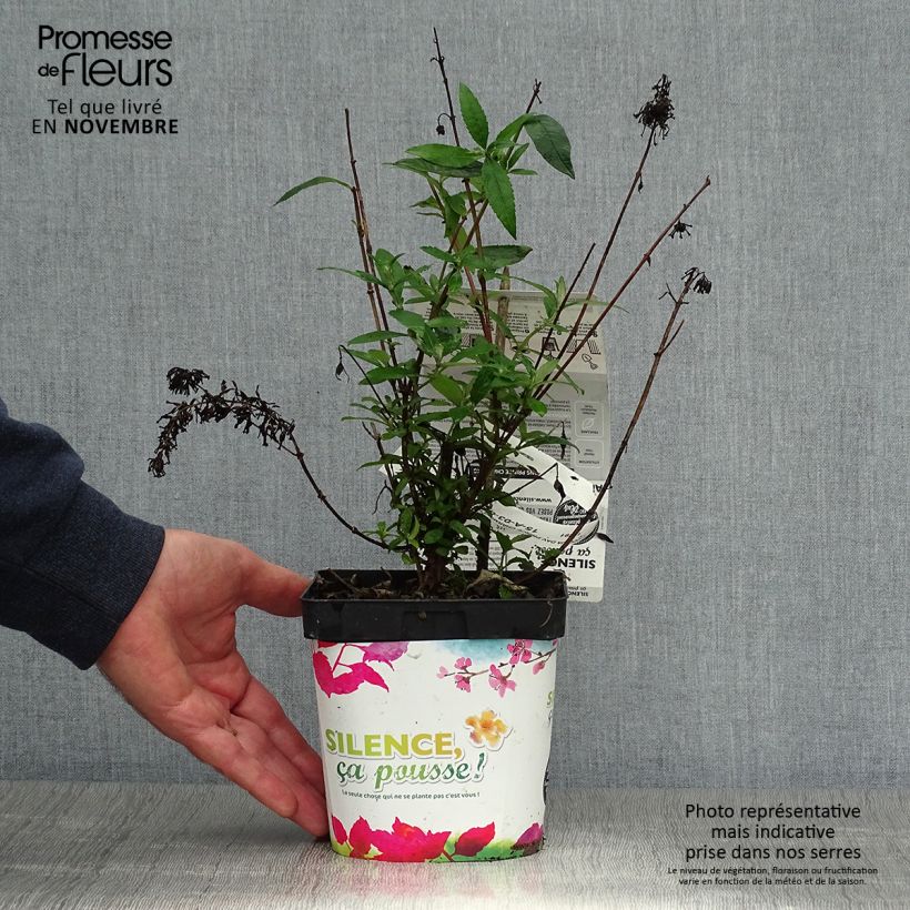 Exemplaar van Vlinderstruik Prince Charming - Buddleja davidii Pot van 2 l/3 l zoals geleverd in de herfst