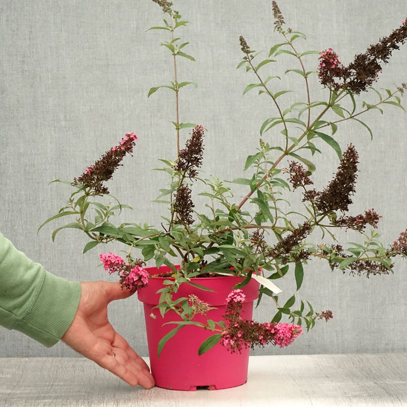 Exemplaar van Vlinderstruik Prince Charming - Buddleja davidii Pot van 2 l/3 l zoals geleverd in de zomer