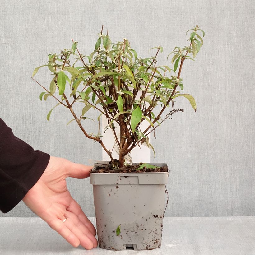 Exemplaar van Vlinderstruik Rêve de Papillon Blue - Buddleja davidii Pot van 2 l/3 l zoals geleverd in de herfst